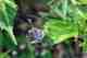 The female Karner Blue Butterfly (photo: USFWS). female karner blue butterfly