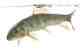 The white sucker (photo: USFWS). white sucker