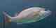 The gray snapper