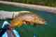 brown trout chilean lake