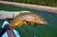 Photo: Chad Shmukler brown trout chilean lake