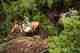 chile packhorses patagonia