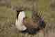 greater Sage Grouse male