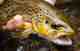Photo: Matt Reilly virginia brown trout