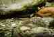 Photo: Matthew Reilly Dead Diamond River brook trout