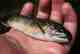 Appalachian brook trout