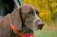 Photo: Tom Davis hunting dog