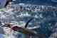 fly fishing for pacific sailfish