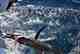 Photo: ____ fly fishing for pacific sailfish