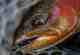 Photo: George Daniel. beautiful autumn spawning colored trout