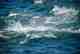 False albacore blitz a ball of bait (photo: © Capt. David Blinken). false albacore blitz bait