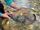 Photo: Robert Annis. brown trout pigeon river