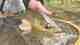 Photo: Tim Schulz wisconsin's driftless region | brown trout