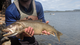 boundary waters canoe area wilderness - lake trout