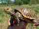 An ornate box turtle from Iowa (photo courtesy: John Rucker). An ornate box turtle from Iowa