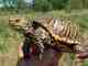 An ornate box turtle from Iowa