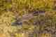 A Florida redfish tails in the grass (photo: Pat Ford). A Florida redfish tails in the grass