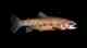 A westslope cutthroat trout (photo: Jay Fleming / Yellowstone National Park, Native Fish Conservation Program). westslope cutthroat trout