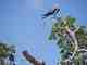 A magnificent frigatebird 