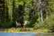 fly fishing canadian rockies - northern rockies adventures