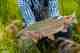Bristol Bay rainbow trout 