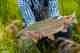A Bristol Bay behemoth (photo: Earl Harper). Bristol Bay rainbow trout