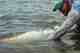 roatan tarpon - fly fishing