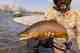 A springtime brown trout from the Bighorn River near Hardin Montana