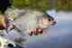 The piranha (photo: Earl Harper). piranha fly fishing