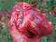 Photo: Johnny Carrol Sain deer heart