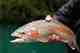 A fine Rio Yelcho rainbow trout (photo: Chad Shmukler). Rio Yelcho rainbow trout