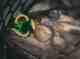 Photo: George Daniel summer smallmouth bass fly fishing
