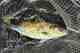 Photo: Robert Annis. miramichi river salmon and striped bass fishing