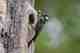 The Red Cockated Woodpecker