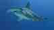 A scalloped hammerhead shark (photo: Kris-Mikael Krister / cc2.0). scalloped hammerhead shark