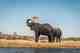 elephants - chobe national park