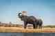 Nearby, anglers can a break from the fishing to visit world famous Chobe National Park. There, massive elephant populations can often be seen swimming or crossing the river channels. This is often undertaken in the early afternoon when the sun is still high. Anglers can enjoy game viewing with a cold beverage in hand under the shade of a canopied game viewing boat. As the sun drops and the golden hour of predatory fish activity approaches, the fishing boats meet up with the game viewer and pairs of anglers decant to do battle once more (photos: Gareth Reid). elephants - chobe national park