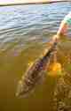 Photo: Ryan Fries redfish mississippi delta