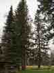 spruce trees