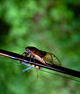 Magicicada and cicada fly.