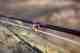 Costa Custom Sage TXL Fly Rod Custom Sage TXL