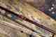 Costa Custom Sage TXL Fly Rod Custom Sage TXL