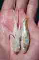 murdich minnow and baitfish