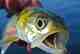 Ladyfish