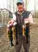 Author with three 15-inch yellow perch caught on same day from a pond in central Massachusetts, dispatched using the described method (photo: Ted WIlliams). harvested yellow perch