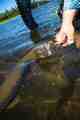 Pike, like bass, come in and leave with vigor. Northern Pike Release