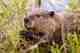 The North American Beaver (photo: Chuck Szmurlo). North American Beaver