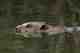 A beaver swimming (photo: Tatiana Bulyonkova). Beaver Swimming