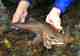 It never gets old. Rainbow eats mouse. Rainbow Trout Eats Mouse