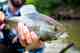 Alaskan Arctic Grayling